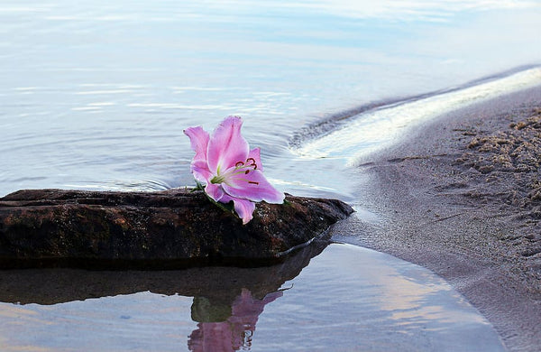 Blooms on the beach